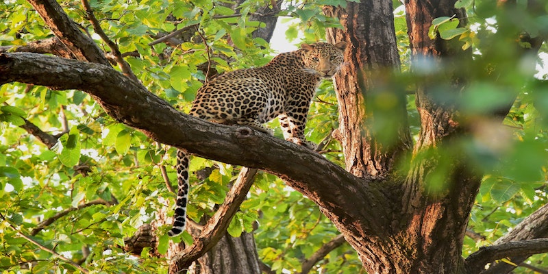 Male Leopard In Jhalana Leopard reserve