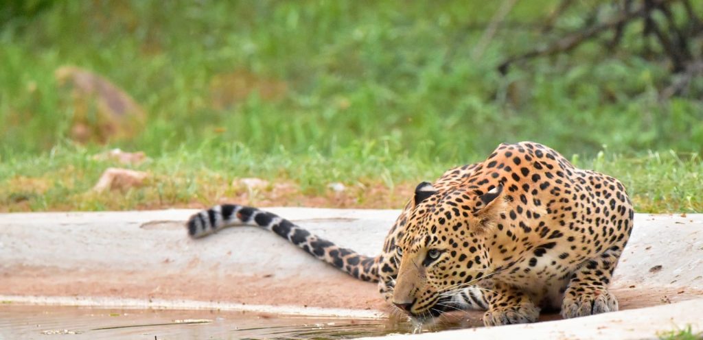 Amagarh Leopard Safari
