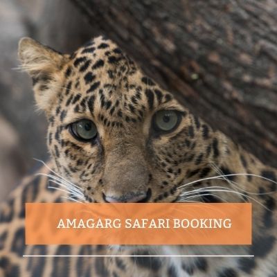 amagarh leopard safari review